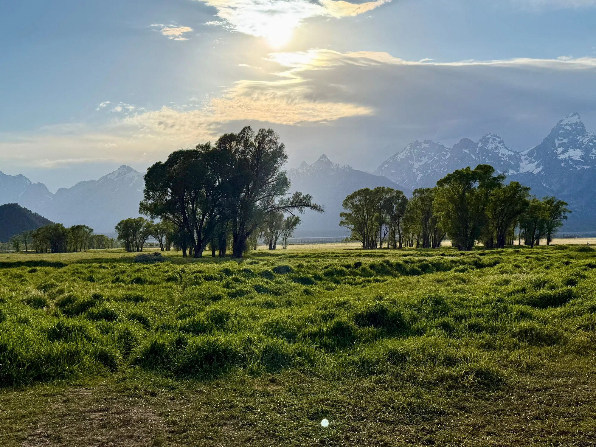 14-teton-trees.jpg