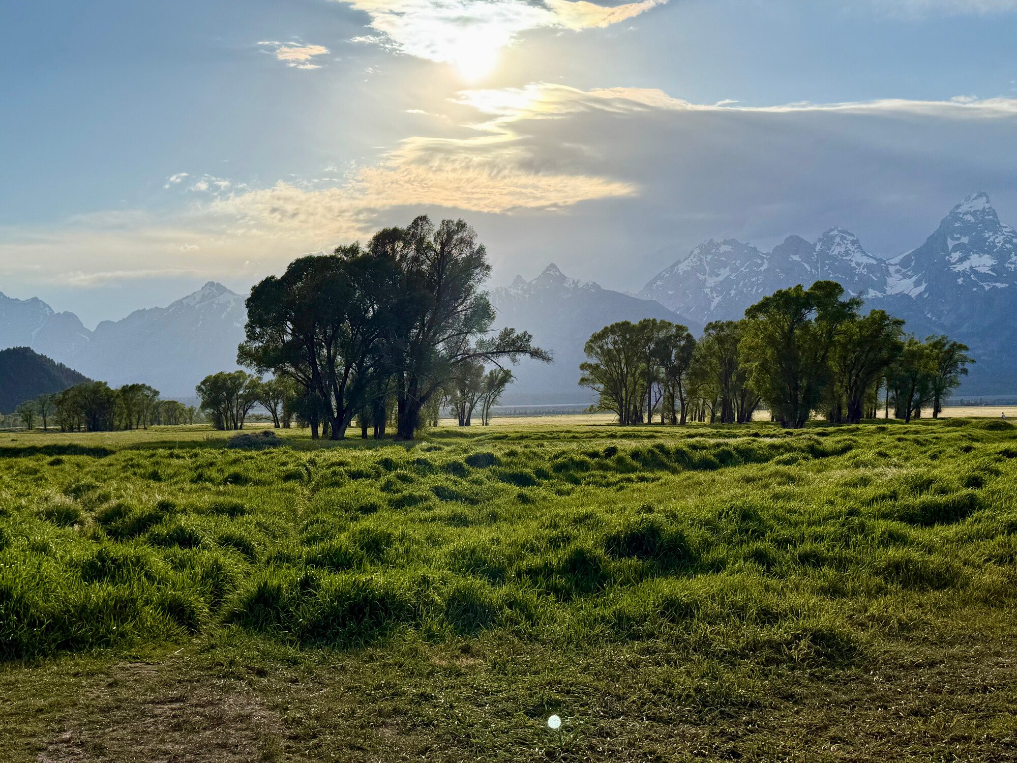 14-teton-trees.jpg